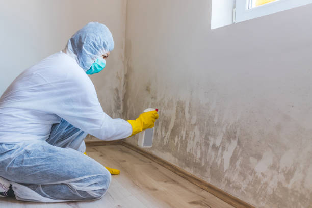 Licensed Black Mold Remediation service in Nashville, GA - 24 Hour Mold Removal