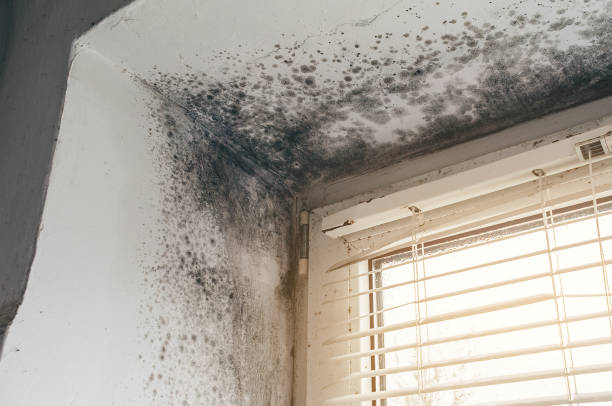 Affordable Black Mold Remediation solutions in Nashville, GA