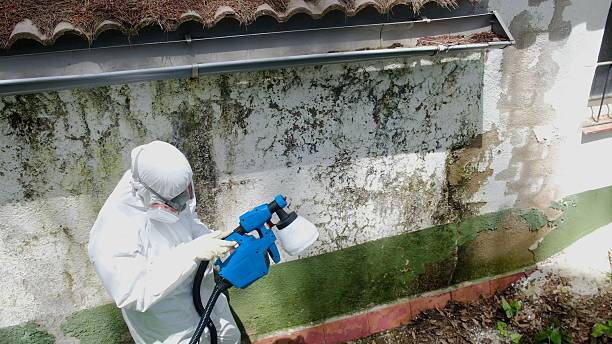 Top rated local Black Mold Remediation specialists in Nashville, GA